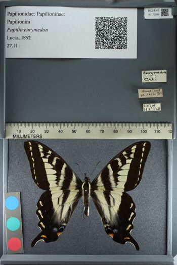 Media type: image;   Entomology 172280
